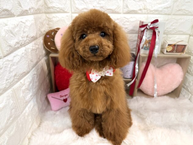 兵庫県のトイプードル(トイ) (ワンキャラット アミーゴ姫路花田店/2025年7月3日生まれ/女の子/レッドフォーン)の子犬の2枚目の画像