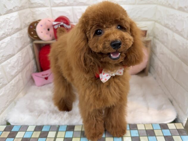 兵庫県のトイプードル(トイ) (ワンキャラット アミーゴ姫路花田店/2025年7月3日生まれ/女の子/レッドフォーン)の子犬の3枚目の画像