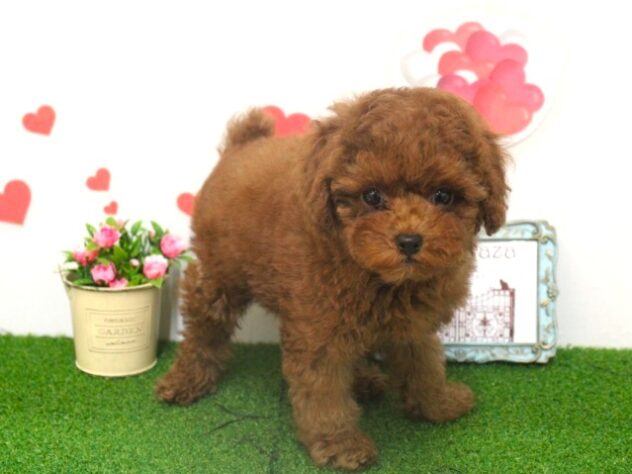 兵庫県のトイプードル(トイ) (ペット・プラザ アミーゴ三田店/2025年9月18日生まれ/女の子/レッドフォーン)の子犬の1枚目の画像