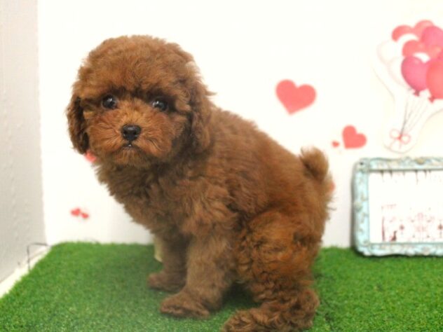 兵庫県のトイプードル(トイ) (ペット・プラザ アミーゴ三田店/2025年9月18日生まれ/女の子/レッドフォーン)の子犬の2枚目の画像