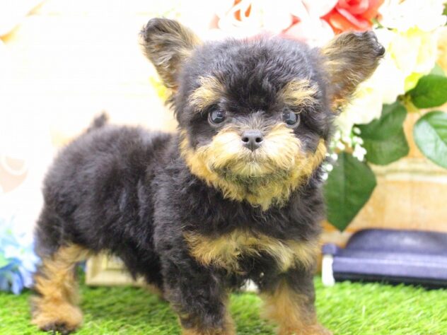 兵庫県のハーフ犬・ミックス犬 (ペット・プラザ アミーゴ三田店/2025年12月20日生まれ/男の子/ブラックタン)の子犬の3枚目の画像