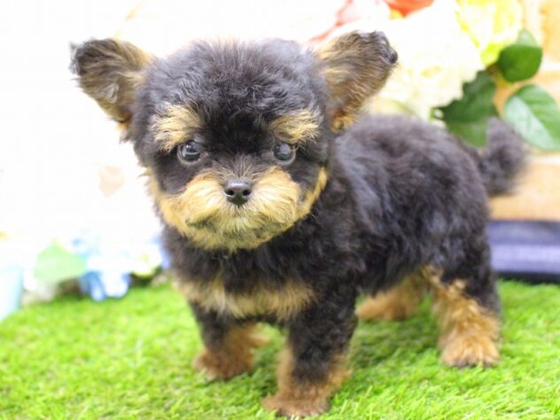 兵庫県のハーフ犬・ミックス犬 (ペット・プラザ アミーゴ三田店/2025年12月20日生まれ/男の子/ブラックタン)の子犬の2枚目の画像