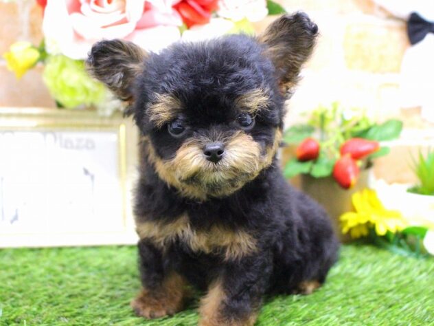 兵庫県のハーフ犬・ミックス犬 (ペット・プラザ アミーゴ三田店/2025年12月20日生まれ/男の子/ブラックタン)の子犬の4枚目の画像