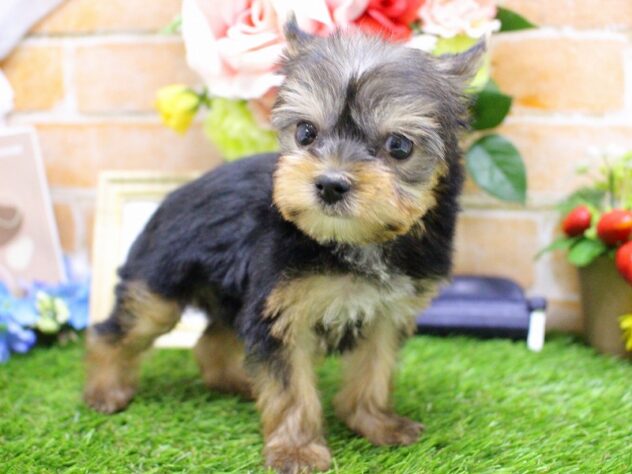 兵庫県のヨークシャーテリア (ペット・プラザ アミーゴ三田店/2025年12月21日生まれ/女の子/スチールブルータン)の子犬の2枚目の画像