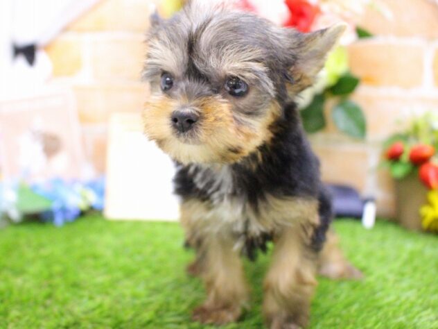 兵庫県のヨークシャーテリア (ペット・プラザ アミーゴ三田店/2025年12月21日生まれ/女の子/スチールブルータン)の子犬の3枚目の画像