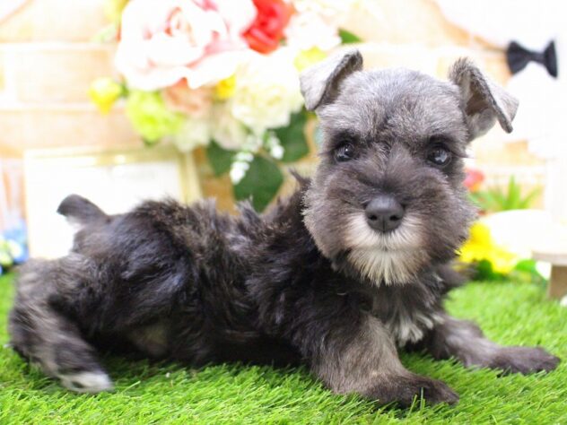 兵庫県のミニチュアシュナウザー (ペット・プラザ アミーゴ三田店/2025年12月20日生まれ/男の子/ソルトペッパー)の子犬の2枚目の画像