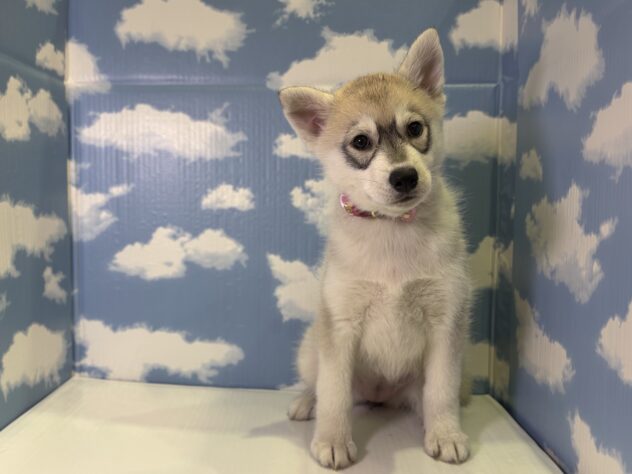 山形県のシベリアンハスキー (アミーゴ山形北店/2025年12月9日生まれ/女の子/シルバーホワイト)の子犬の1枚目の画像