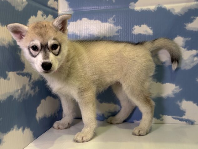 山形県のシベリアンハスキー (アミーゴ山形北店/2025年12月9日生まれ/女の子/シルバーホワイト)の子犬の2枚目の画像