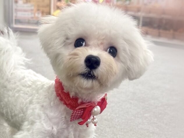 広島県のビションフリーゼ (アミーゴ東深津店/2025年5月9日生まれ/女の子/ホワイト)の子犬の1枚目の画像