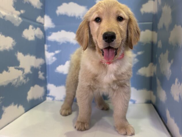 山形県のゴールデンレトリバー (アミーゴ山形北店/2025年12月7日生まれ/女の子/ゴールデン)の子犬
