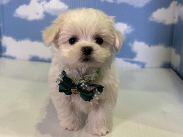 山形県のマルチーズ (アミーゴ山形北店/2025年12月31日生まれ/男の子/ホワイト)の子犬