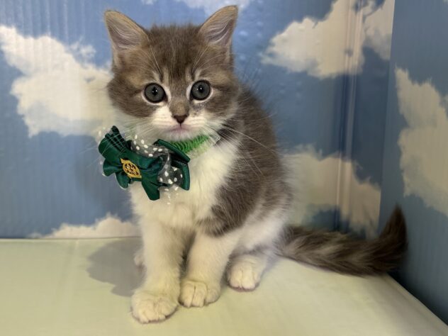 山形県のラガマフィン (アミーゴ山形北店/2025年12月23日生まれ/男の子/ブルーホワイト)の子猫