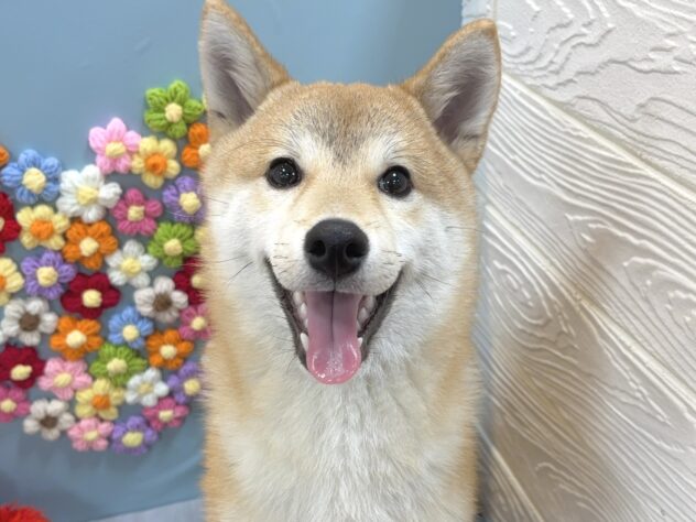 兵庫県の豆柴 (ワンキャラット アミーゴ姫路飾磨店/2025年8月23日生まれ/男の子/赤)の子犬の1枚目の画像