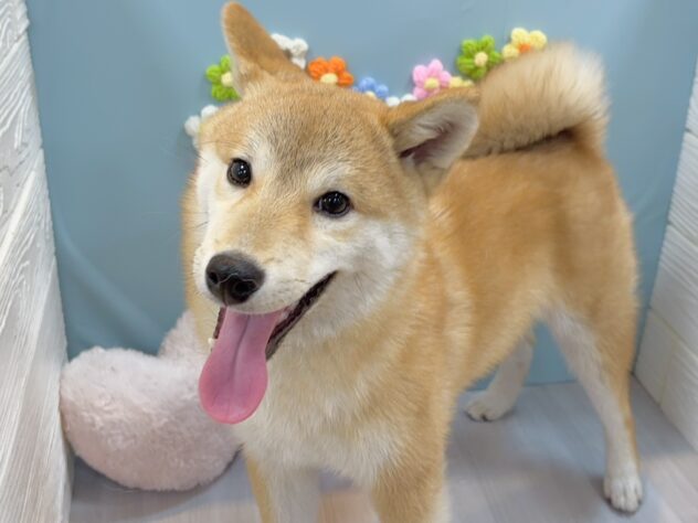 兵庫県の豆柴 (ワンキャラット アミーゴ姫路飾磨店/2025年8月23日生まれ/男の子/赤)の子犬の3枚目の画像