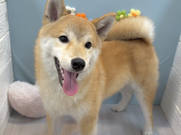 兵庫県の豆柴 (ワンキャラット アミーゴ姫路飾磨店/2025年8月23日生まれ/男の子/赤)の子犬の2枚目の画像