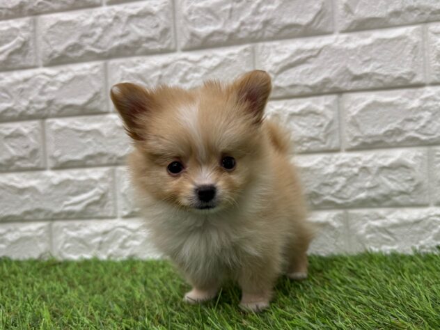 新潟県のハーフ犬・ミックス犬 (アミーゴ新潟小新店/2025年12月6日生まれ/男の子/クリームホワイト)の子犬