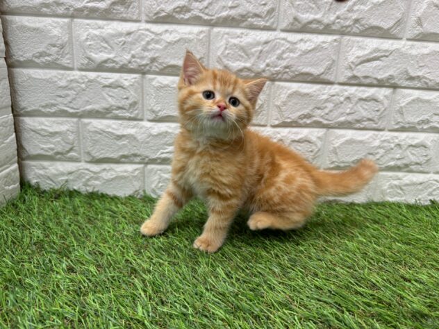 新潟県のマンチカン (アミーゴ新潟小新店/2025年12月13日生まれ/女の子/レッドタビー)の子猫