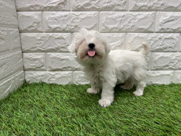 新潟県のハーフ犬・ミックス犬 (アミーゴ新潟小新店/2025年12月19日生まれ/男の子/ホワイト)の子犬の4枚目の画像