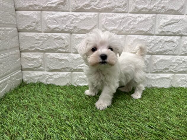 新潟県のハーフ犬・ミックス犬 (アミーゴ新潟小新店/2025年12月19日生まれ/男の子/ホワイト)の子犬の1枚目の画像