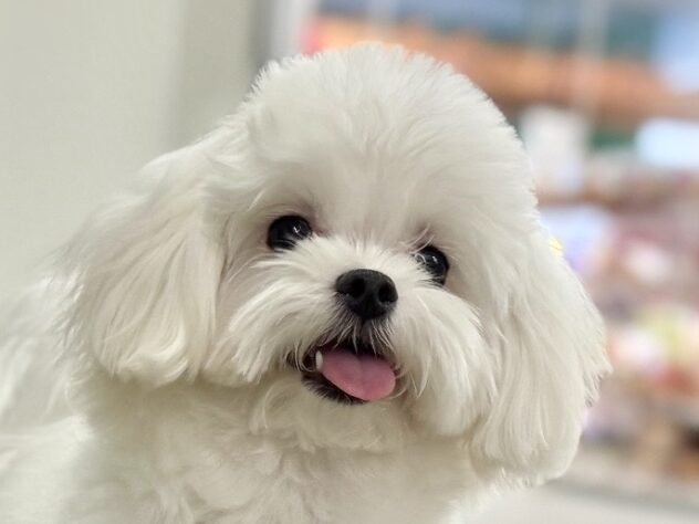 広島県のマルチーズ (アミーゴ東深津店/2025年3月30日生まれ/女の子/ホワイト)の子犬の1枚目の画像