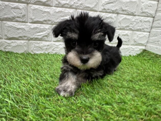 新潟県のハーフ犬・ミックス犬 (アミーゴ新潟小新店/2025年12月19日生まれ/女の子/ブラックシルバー)の子犬の4枚目の画像