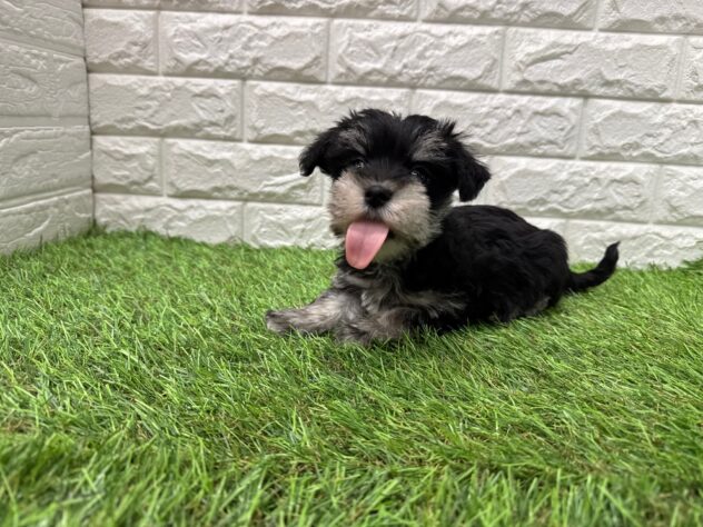 新潟県のハーフ犬・ミックス犬 (アミーゴ新潟小新店/2025年12月19日生まれ/女の子/ブラックシルバー)の子犬の3枚目の画像