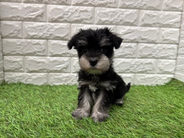 新潟県のハーフ犬・ミックス犬 (アミーゴ新潟小新店/2025年12月19日生まれ/女の子/ブラックシルバー)の子犬の1枚目の画像