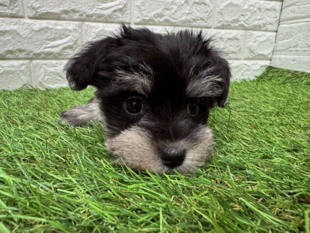 新潟県のハーフ犬・ミックス犬 (アミーゴ新潟小新店/2025年12月19日生まれ/女の子/ブラックシルバー)の子犬の2枚目の画像