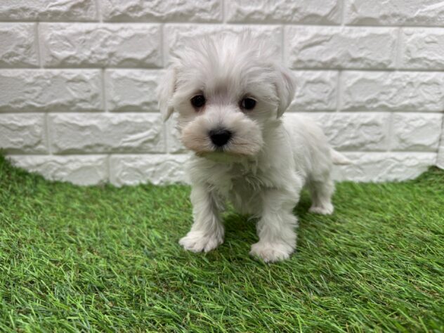 新潟県のハーフ犬・ミックス犬 (アミーゴ新潟小新店/2025年12月19日生まれ/男の子/ホワイト)の子犬の3枚目の画像