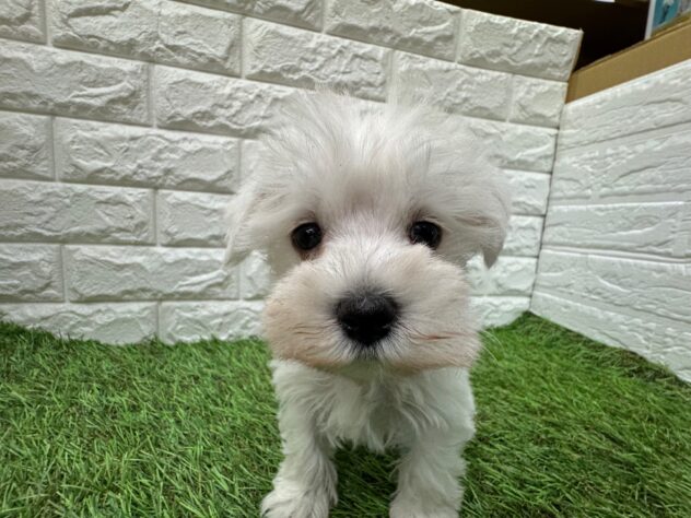 新潟県のハーフ犬・ミックス犬 (アミーゴ新潟小新店/2025年12月19日生まれ/男の子/ホワイト)の子犬の2枚目の画像