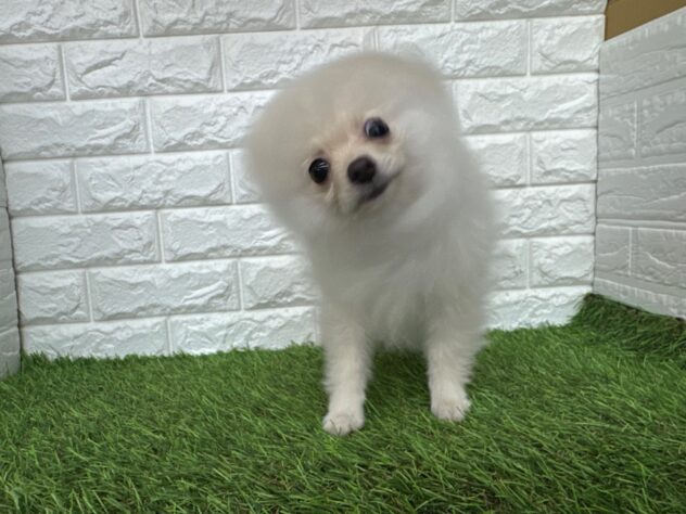 新潟県のポメラニアン (アミーゴ新潟小新店/2025年10月19日生まれ/女の子/クリーム)の子犬の4枚目の画像