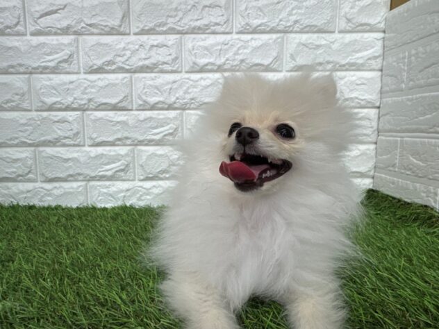 新潟県のポメラニアン (アミーゴ新潟小新店/2025年10月19日生まれ/女の子/クリーム)の子犬の3枚目の画像