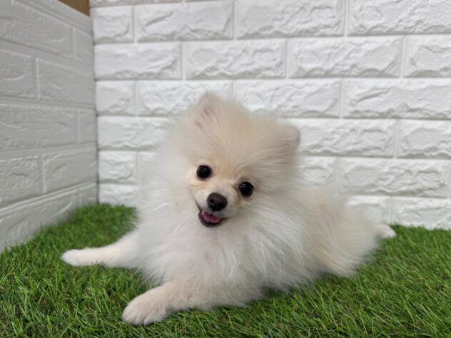 新潟県のポメラニアン (アミーゴ新潟小新店/2025年10月19日生まれ/女の子/クリーム)の子犬の1枚目の画像