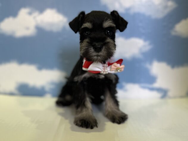 山形県のミニチュアシュナウザー (アミーゴ山形北店/2025年12月17日生まれ/女の子/ブラックシルバー)の子犬の1枚目の画像