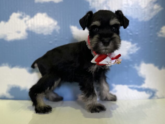 山形県のミニチュアシュナウザー (アミーゴ山形北店/2025年12月17日生まれ/女の子/ブラックシルバー)の子犬の2枚目の画像