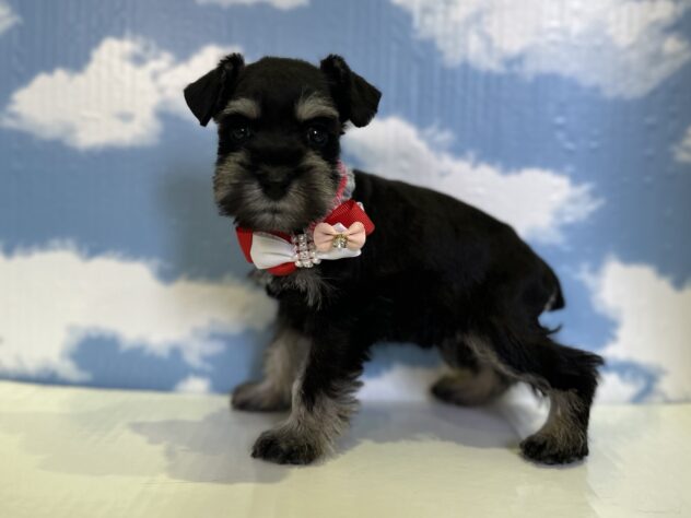 山形県のミニチュアシュナウザー (アミーゴ山形北店/2025年12月17日生まれ/女の子/ブラックシルバー)の子犬の3枚目の画像