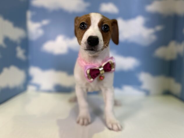 山形県のジャックラッセルテリア (アミーゴ山形北店/2025年12月16日生まれ/女の子/タンホワイト)の子犬の1枚目の画像