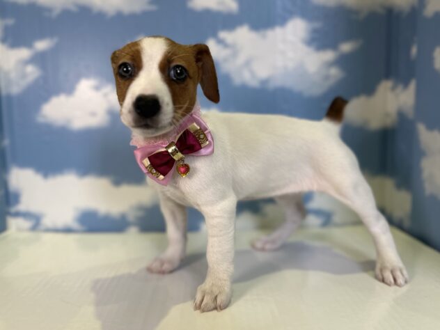 山形県のジャックラッセルテリア (アミーゴ山形北店/2025年12月16日生まれ/女の子/タンホワイト)の子犬の2枚目の画像