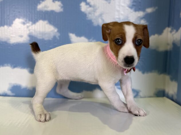 山形県のジャックラッセルテリア (アミーゴ山形北店/2025年12月16日生まれ/女の子/タンホワイト)の子犬の3枚目の画像