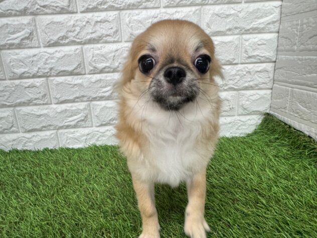 新潟県のチワワ(ロング) (アミーゴ新潟小新店/2025年8月25日生まれ/男の子/レッドホワイト)の子犬の4枚目の画像