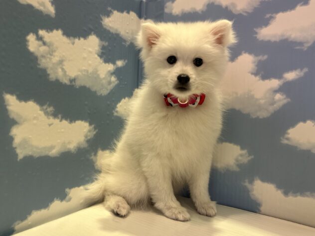 山形県の日本スピッツ (アミーゴ山形北店/2025年11月24日生まれ/女の子/白)の子犬の3枚目の画像