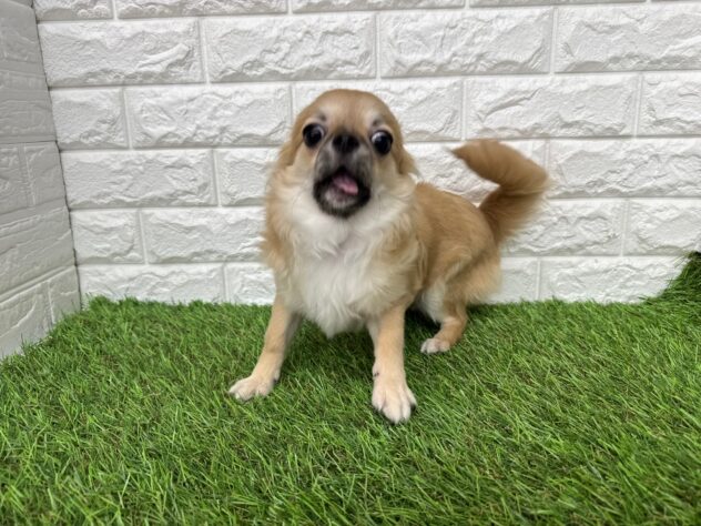 新潟県のチワワ(ロング) (アミーゴ新潟小新店/2025年8月25日生まれ/男の子/レッドホワイト)の子犬の3枚目の画像