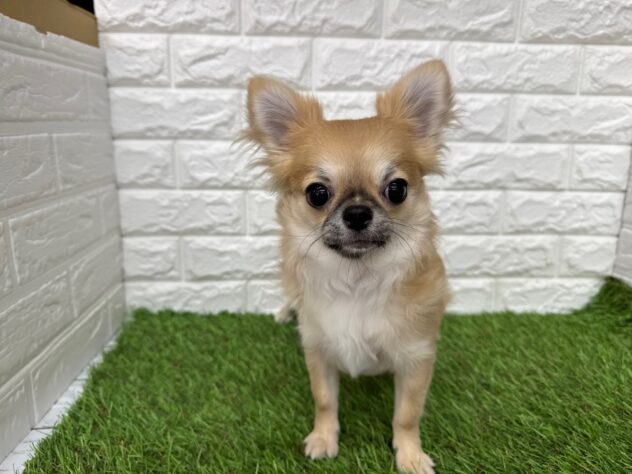 新潟県のチワワ(ロング) (アミーゴ新潟小新店/2025年8月25日生まれ/男の子/レッドホワイト)の子犬の2枚目の画像