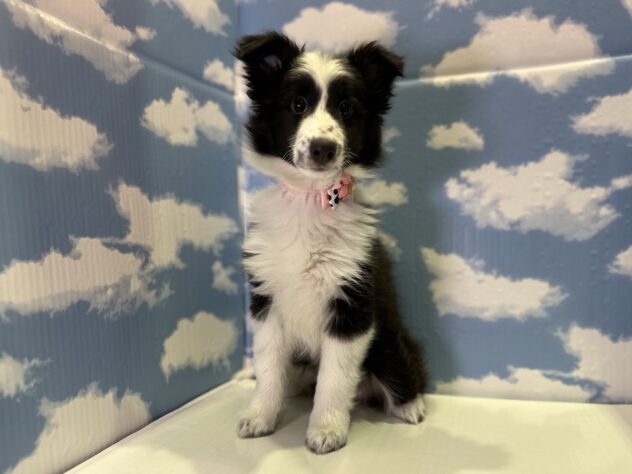 山形県のハーフ犬・ミックス犬 (アミーゴ山形北店/2025年11月25日生まれ/女の子/ブラックホワイト)の子犬の1枚目の画像