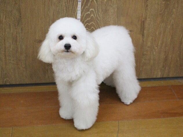 兵庫県のトイプードル(トイ) (ペット・プラザ アミーゴ明石魚住店/2025年6月27日生まれ/男の子/ホワイト)の子犬の1枚目の画像