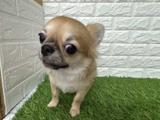 新潟県のチワワ(ロング) (アミーゴ新潟小新店/2025年8月25日生まれ/男の子/レッドホワイト)の子犬の1枚目の画像