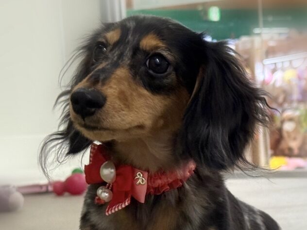 広島県のカニンヘンダックスフンド(ロング) (アミーゴ東深津店/2025年5月24日生まれ/女の子/シルバーダップル)の子犬の1枚目の画像