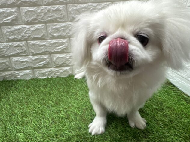 新潟県のペキニーズ (アミーゴ新潟小新店/2025年7月28日生まれ/男の子/ホワイト)の子犬の3枚目の画像