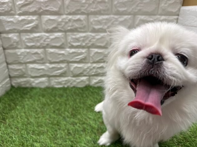 新潟県のペキニーズ (アミーゴ新潟小新店/2025年7月28日生まれ/男の子/ホワイト)の子犬の2枚目の画像