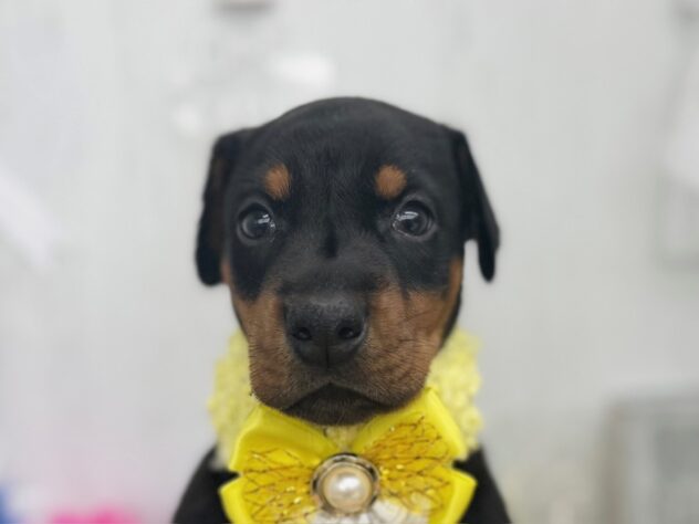 香川県のドーベルマン (ワンキャラット アミーゴ高松店/2025年12月10日生まれ/女の子/ブラックタン)の子犬の1枚目の画像